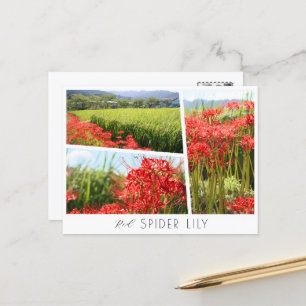 Red Spider Lily Postcard