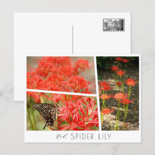 Red Spider Lily Postcard