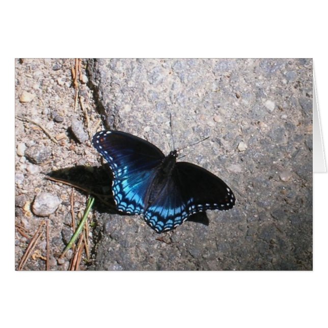Red Spotted Admiral Butterfly (Front Horizontal)