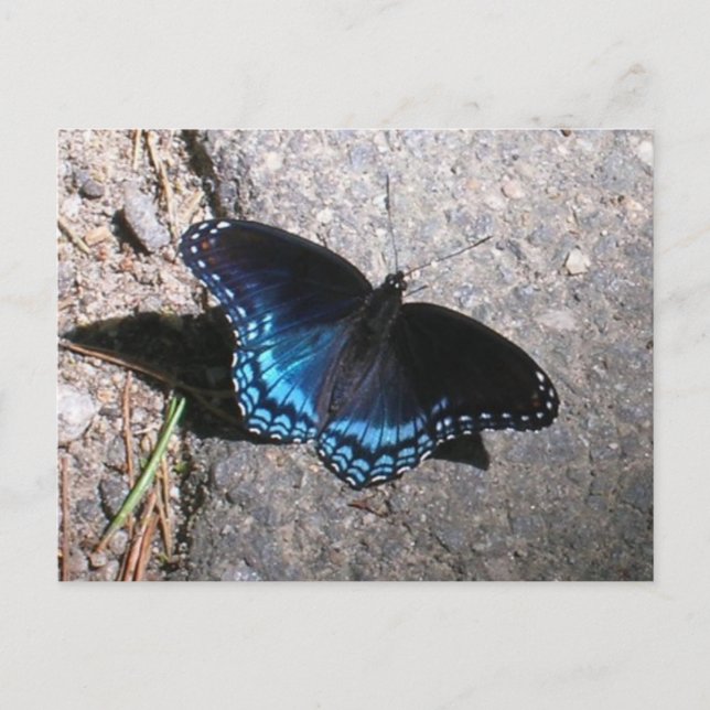 Red Spotted Admiral Butterfly Postcard (Front)