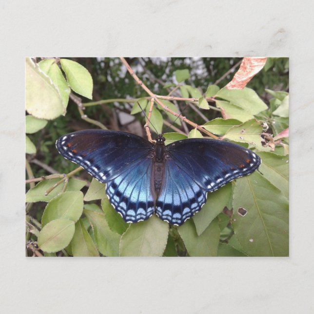 Red-spotted Purple Butterfly, Ohio Postcard (Front)