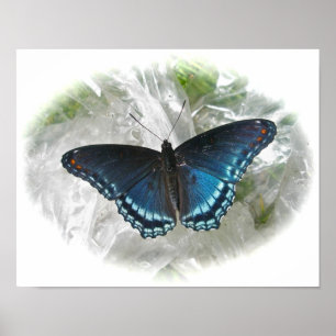 Red Spotted Purple Butterfly Poster
