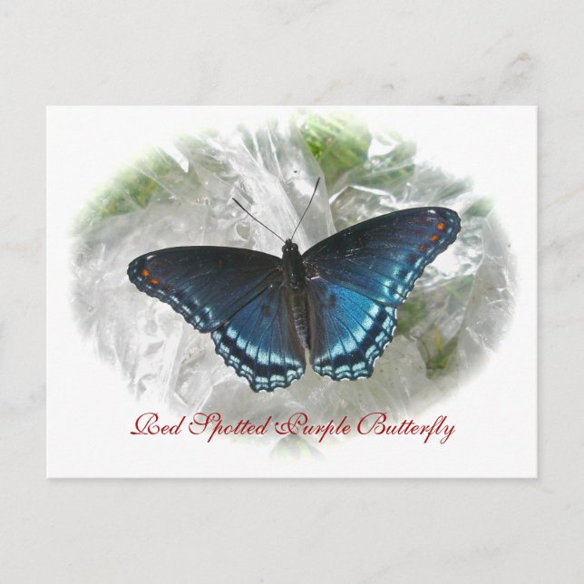 Red Spotted Purple Butterfly Series Postcard (Front)