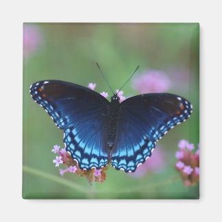 red-spotted purple magnet