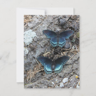 Red-spotted Purple Postcard