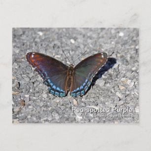 Red-spotted Purple Postcard