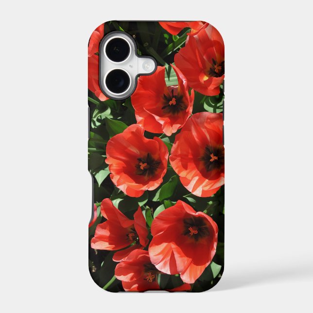 Red spring tulips (Back)