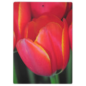 Red spring tulips clipboard (Back)