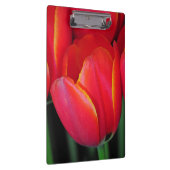 Red spring tulips clipboard (Right)