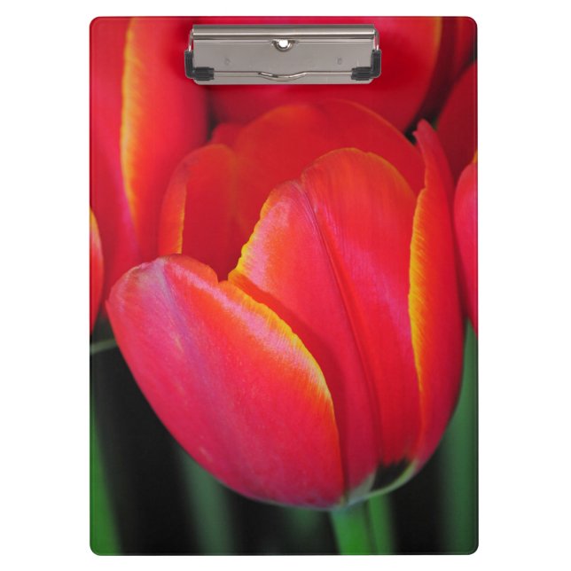 Red spring tulips clipboard (Front)