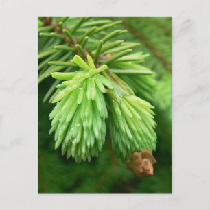 Red Spruce Sprouts Postcard