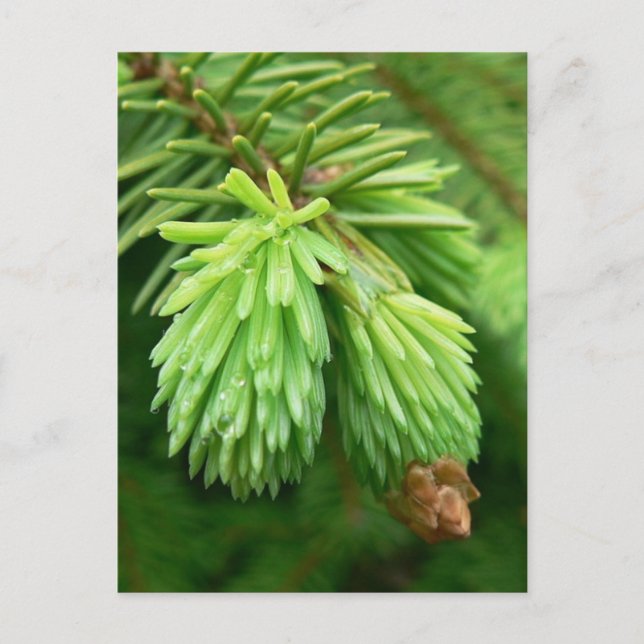 Red Spruce Sprouts Postcard (Front)