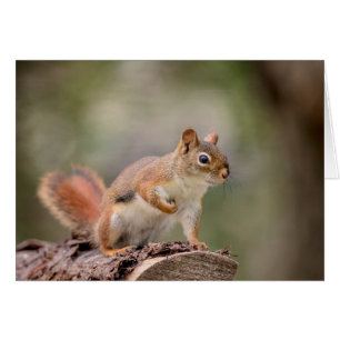 Red Squirrel