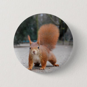 Red Squirrel 6 Cm Round Badge