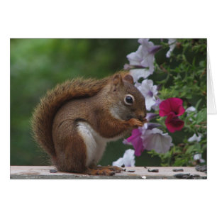 Red Squirrel and Petunias