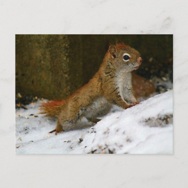 Red Squirrel At The Birdfeeder Postcard (Front)
