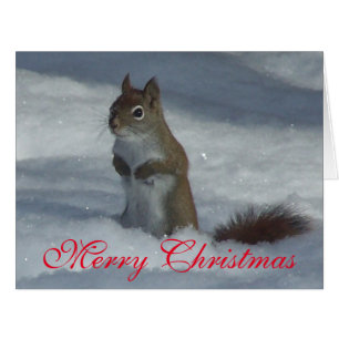 Red Squirrel Christmas Greeting Card