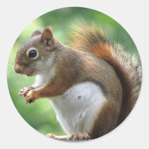 Red Squirrel Classic Round Sticker