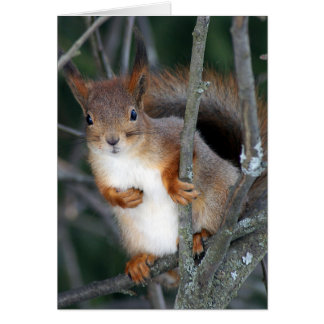 Red Squirrel Closeup