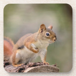 Red Squirrel Coaster