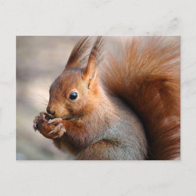 Red squirrel eating a hazelnut postcard (Front)