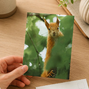 Red Squirrel Forest Wildlife Photography Postcard
