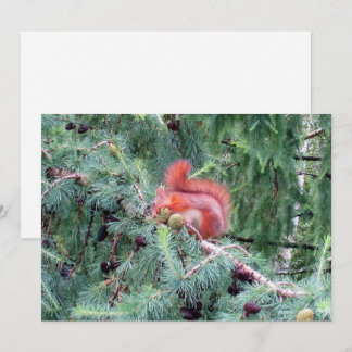 Red Squirrel Holiday Card