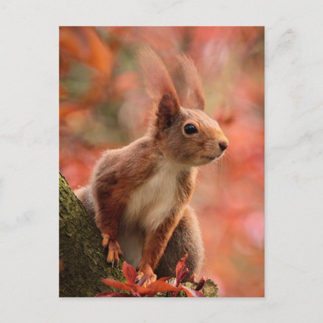 Red Squirrel in Autumn/Fall Photo Postcard (Front)