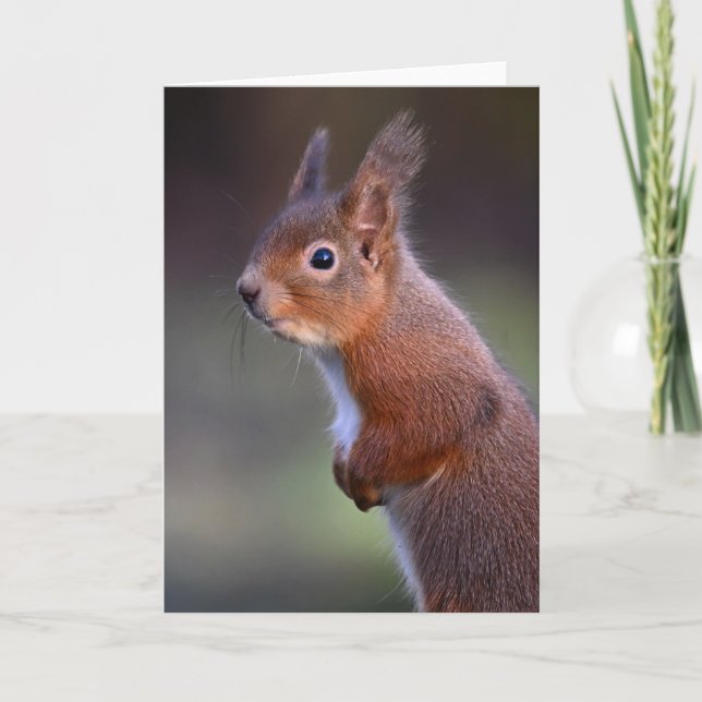 Red squirrel in Glenalmond Card (Front)