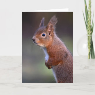 Red squirrel in Glenalmond Card