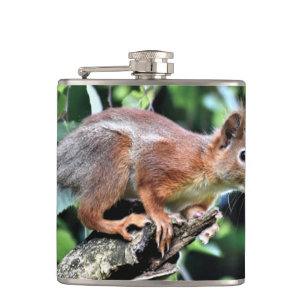 Red Squirrel in Tree Hip Flask