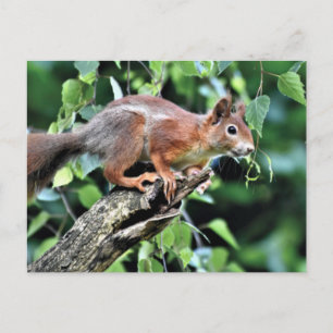 Red Squirrel in Tree Postcard