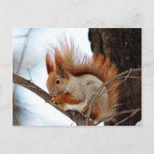 Red Squirrel in Winter Fur Postcard