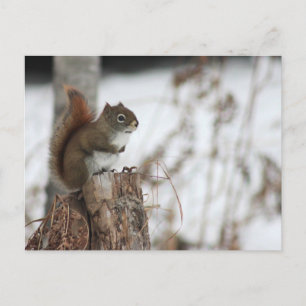 Red Squirrel in Wintertime Photo Postcard