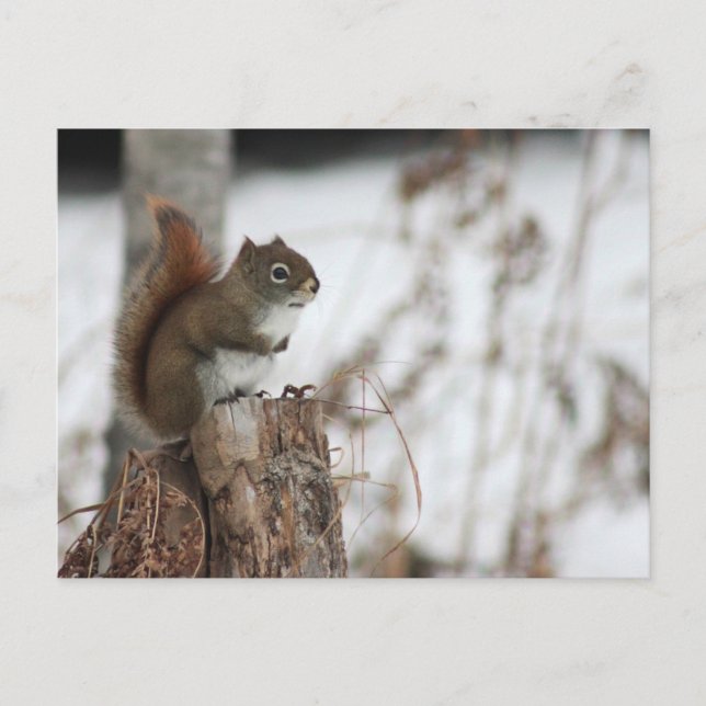 Red Squirrel in Wintertime Photo Postcard (Front)
