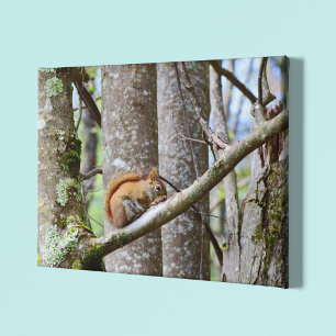 Red Squirrel In Woods Canvas Print