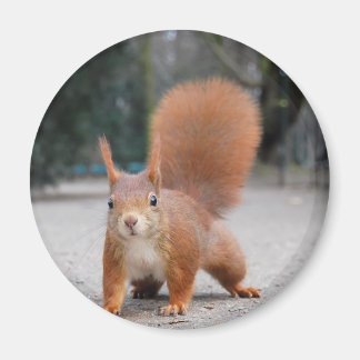 Red Squirrel Magnet
