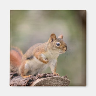 Red Squirrel Magnet