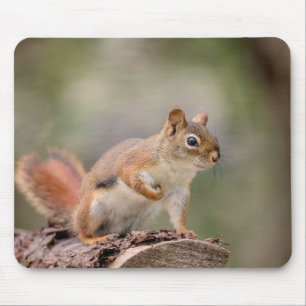 Red Squirrel Mouse Pad