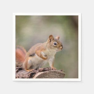 Red Squirrel Napkin