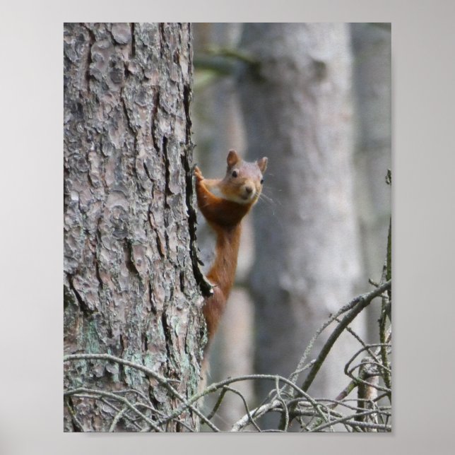 Red Squirrel Nature Poster (Front)