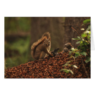 Red Squirrel on Debris Pile
