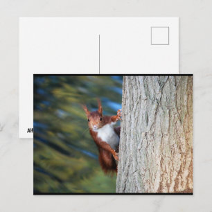 Red Squirrel on Tree Postcard