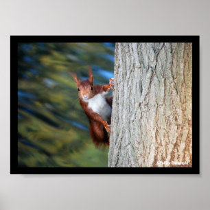 Red Squirrel on Tree Poster