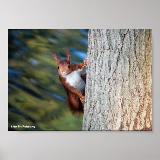 Red Squirrel on Tree Poster (Front)