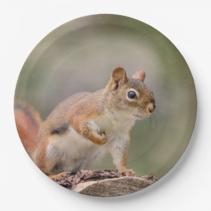 Red Squirrel Paper Plate