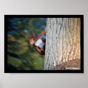 Red Squirrel Portrait Poster