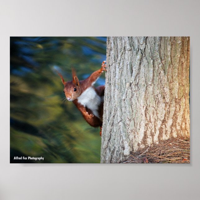 Red Squirrel Portrait Poster (Front)