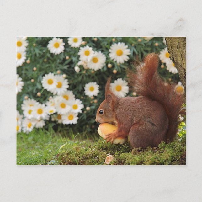 Red Squirrel Postcard (Front)