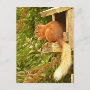 Red Squirrel Postcard